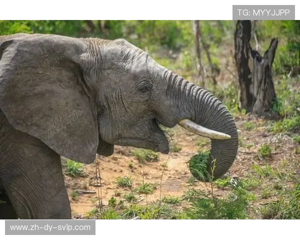《魅魔咏叹调：在欲望与命运交织的迷宫中寻求自由的少女故事》